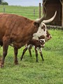 Juanita & 24 calf