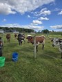 Fencing Assistance