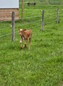 Hubbells 20 Gustav x Ginger Snap SRC 