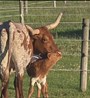 M2 Ruby & 2026 Calf